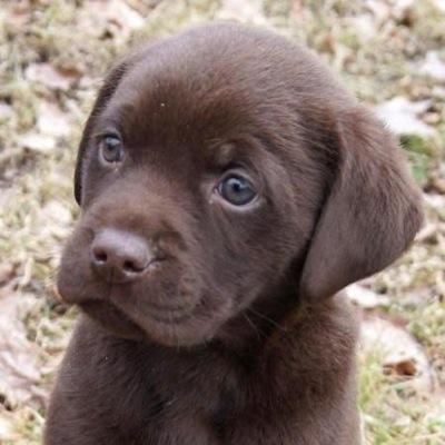Im Fido bra