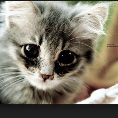 hey its abury tabor dulizo i. bet u can tell i like dogs and cats.I am not active on twitter so yeah