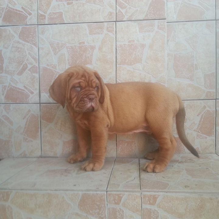 We deal in pets food of all kind and brand, toys for pets and accessories, very good breeds of dogs,grooming services, and free home delivery for any of our pro