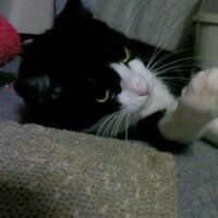 Kazunori Kojima (@kjm) 's Twitter Profile