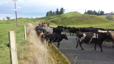 CraigLittin's profile picture. Farm Owner & Share Milker 1200 Cows in South Waikato. Waikato Federated Farmers treasurer, All views are my own.
