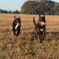 Pawfect For Pets (@pawfectforpets) 's Twitter Profile