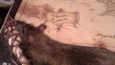 Tolkien devotee. Rodent's perspective. Fearing Tevildo Prince of Cats!