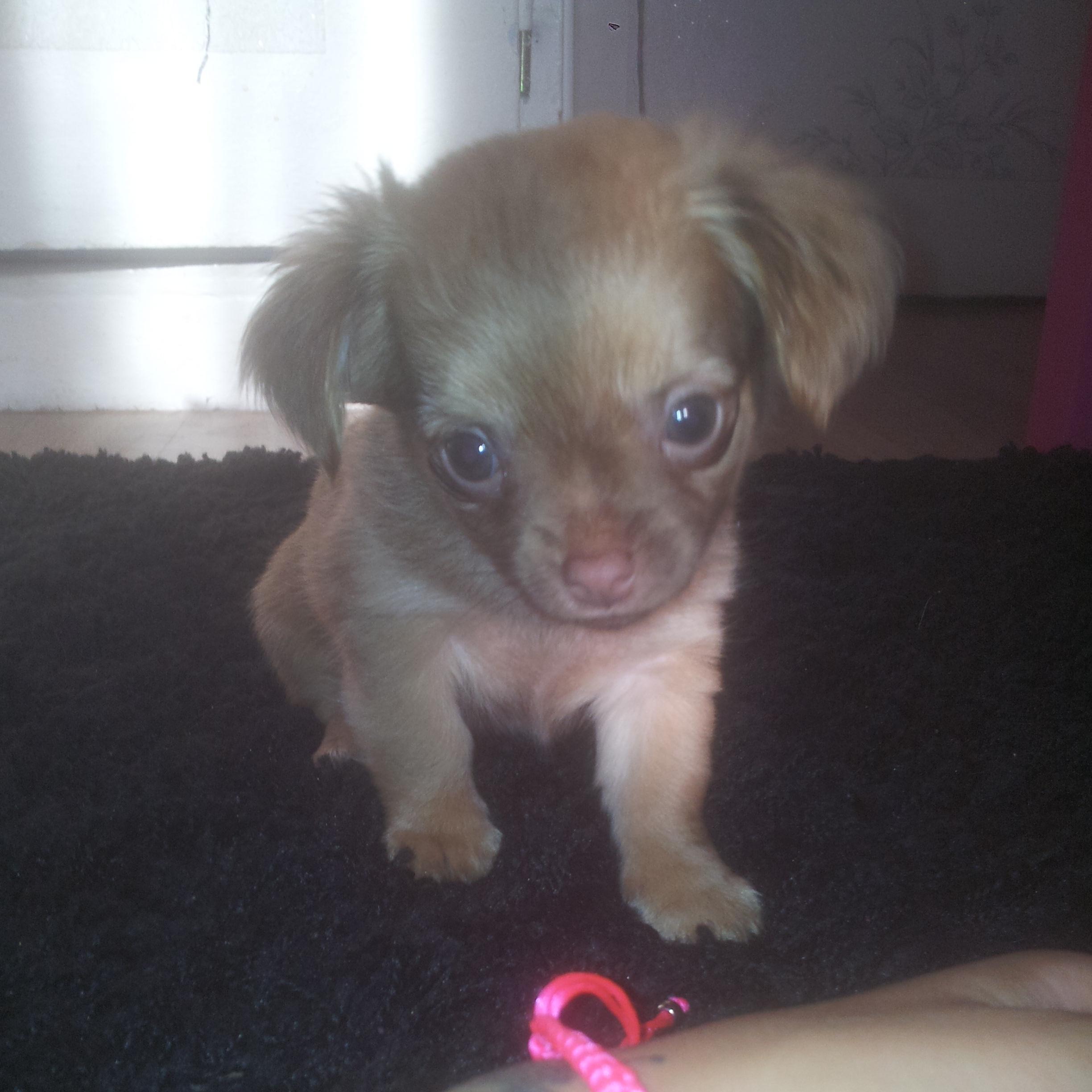 danahanriot's profile picture. 