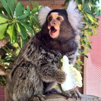El unico mono con Twitter ... The only monkey with Twitter ...