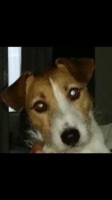 bij raad van beheer aangesloten jack russell terrier kennel waar gezondheid en karakter voorop staat.