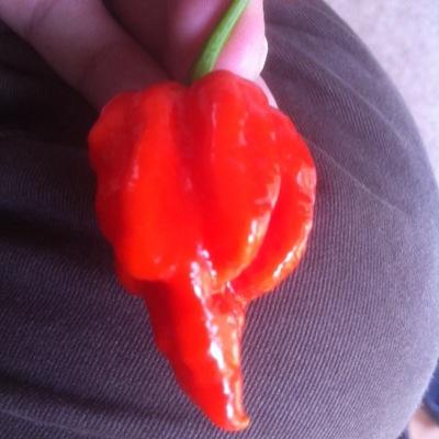 #ChilliGrower | @StarWars Fan | #Geek - Most of our tweets are naff or about girls, lads stuff and even sometimes Chillies!