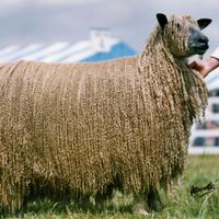 Wensleydale Sheep(@wlsba) 's Twitter Profile Photo