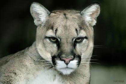 MontSinwon's profile picture. 