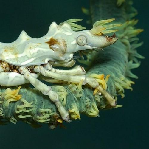Tweeting the strangest animals and nature on our planet.