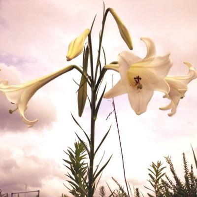 ayaka4894's profile picture. スマホのみを使って稼げる方法教えます。 気になった方は、リプかDMお願いします。 とても簡単で難しい操作は一切ありません。 日給1万円って大きいですよね。 お金が欲しいなら是非どうぞ♡