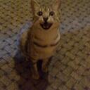 lynn brook - @acecyberwitch - Twitter