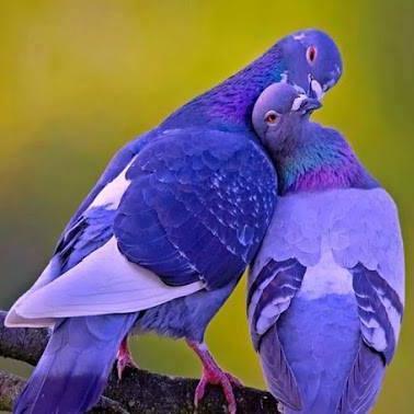 hilmierguvan54's profile picture. 