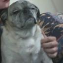 Aaron Olsen - @PugnationUS - Twitter