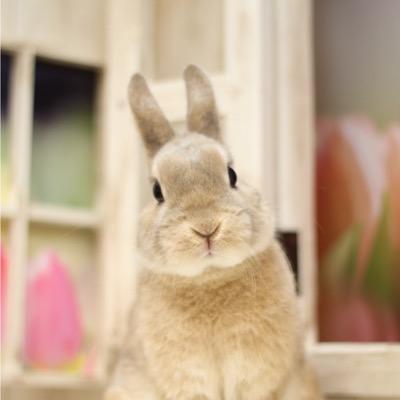 宝塚を観始めてから早くも20年、月組のトップ会の荒波を泳ぎ切り、ご贔屓を見送り、時を置いてまた雪組で1からFC活動のやり直し、入団当初から見続ける楽しみを満喫しながら、母のような気持ちで支えていきます。他組ももちろん観ます（現在は宙組は観ません）咲さん、れいちゃん、まこっちゃんお気に入り。趣味は、筋トレ、ピラティス