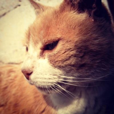 ¡MUY PRONTO! articulos basados en #CatLovers, articulos artesanales, y todo tipo de ventas ¡Siguemos, Mencionanos y pide RT! ☺️
