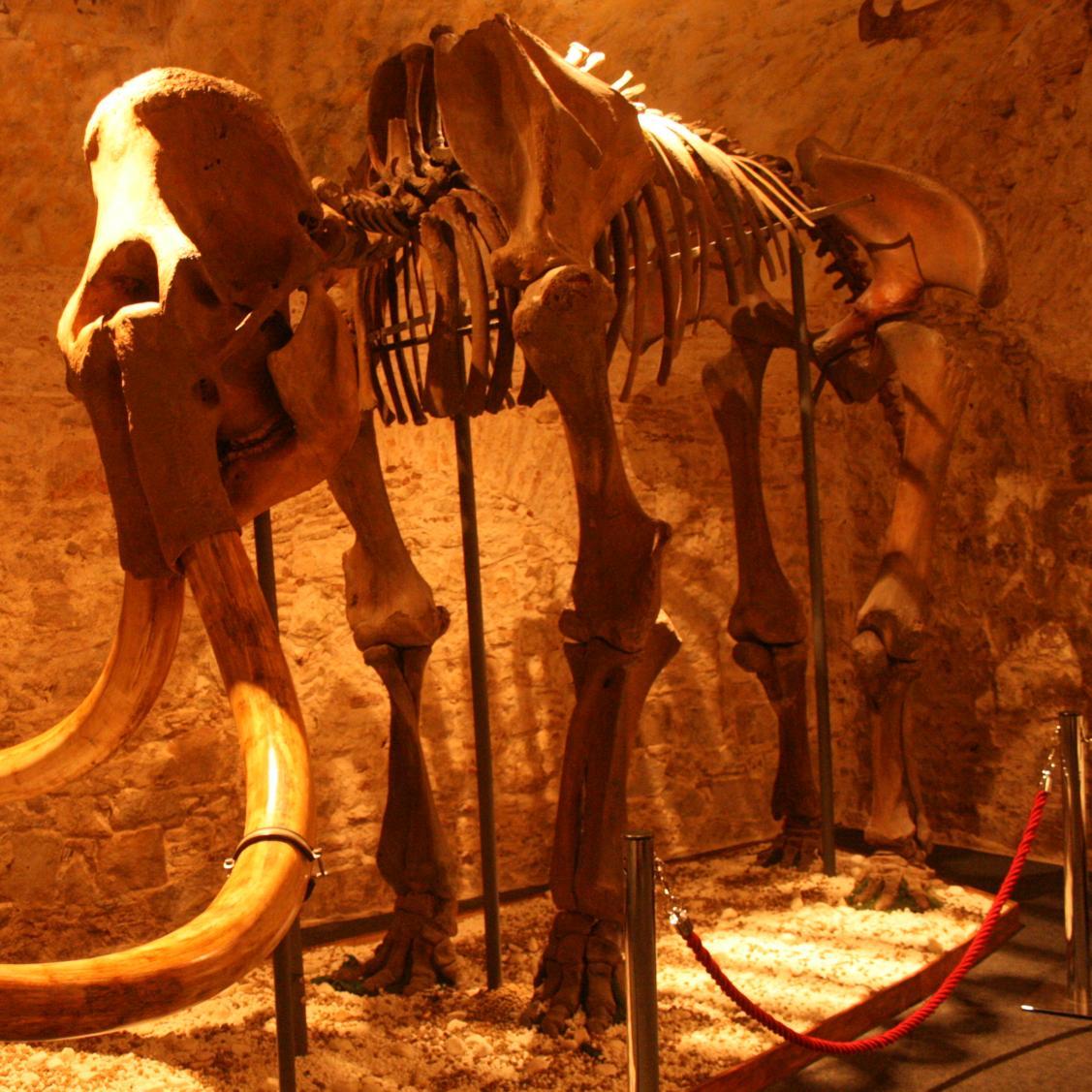 Una experiencia de enormes dimensiones. Este museo de paleontología contiene una exposición única dedicada a los animales de la Edad de Hielo. Metro L4 Jaume I.