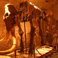 Museu del Mamut (@museumamut) 's Twitter Profile Photo