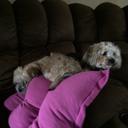 lori isaacs - @LSidoruk - Twitter