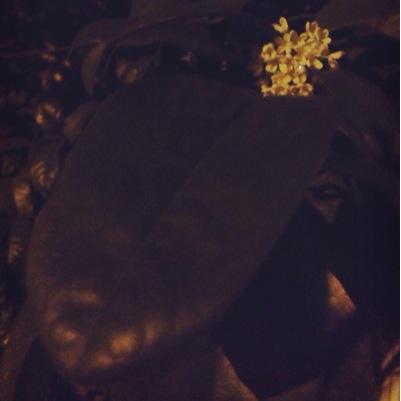Language:Chinese/English (o^^o)無言フォローすみません