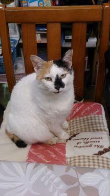 shuttledego's profile picture. 猫・犬好き！  F1・motogp