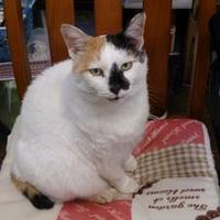 猫王朝 (@shuttledego) 's Twitter Profile