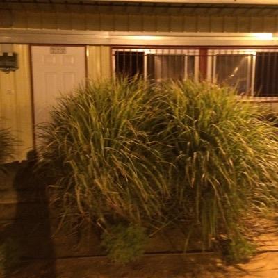 IssaHaleem's profile picture. 