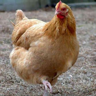 JayWRD's profile picture. You're either a winner or a loser.