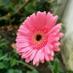 jigyasa sen (@senjigyasasen) Twitter profile photo