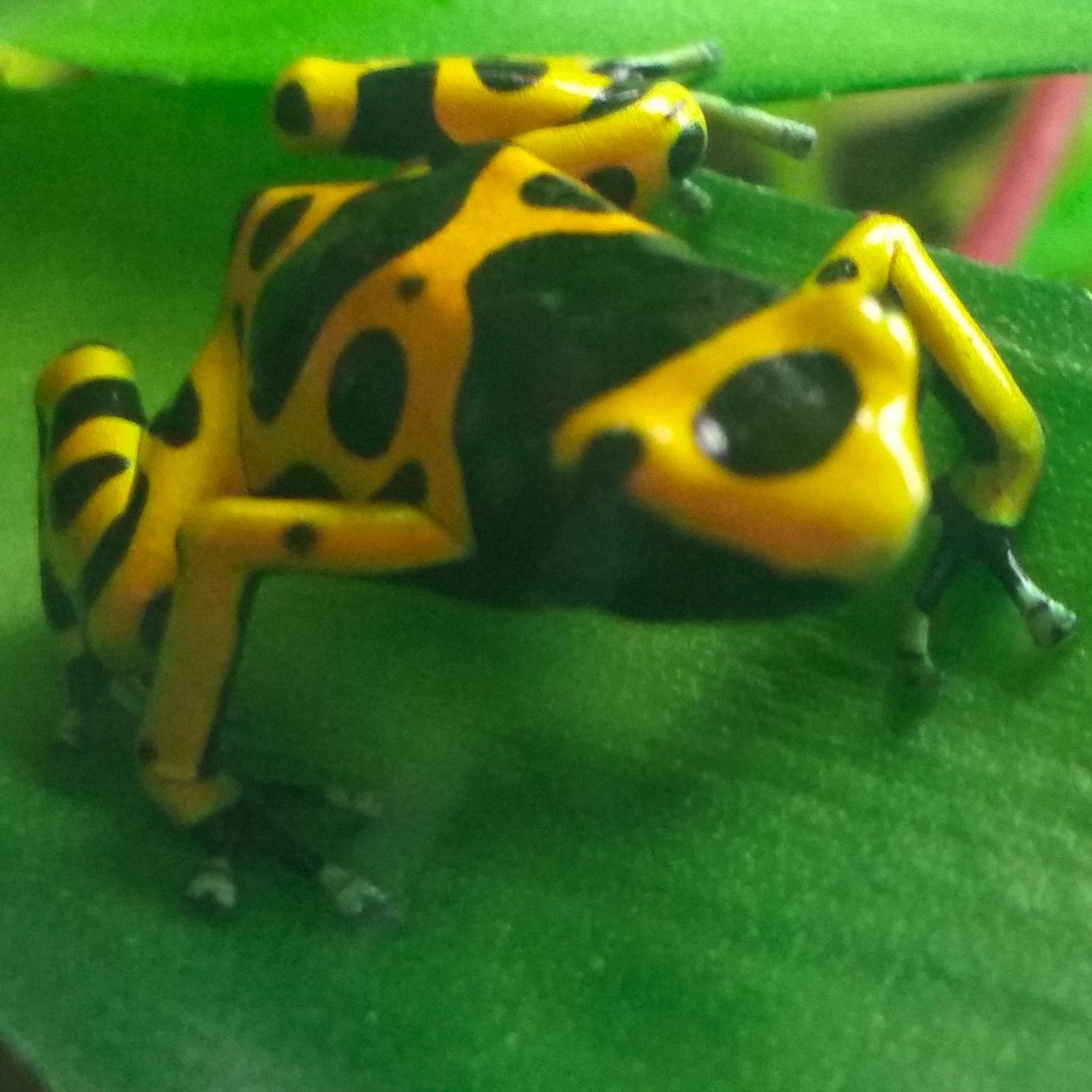 Digital Dept. Manager at Caskey Group. Love Sprint Car Racing. PA Posse. Poison Dart Frogs