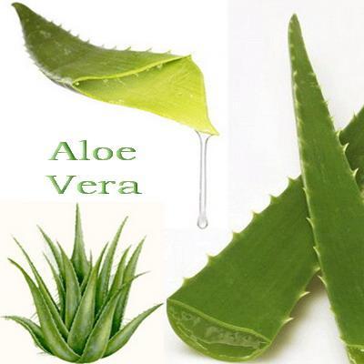 have better living the natural way.
This is all natural Aloe vera.
Change your way of living ........ its never too late for change