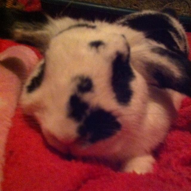 Hi im Lou Lou I'm a 2 year old girl bunny I live with my BFF pixie boo with mummy indoors &  married to Simba my husbun :(