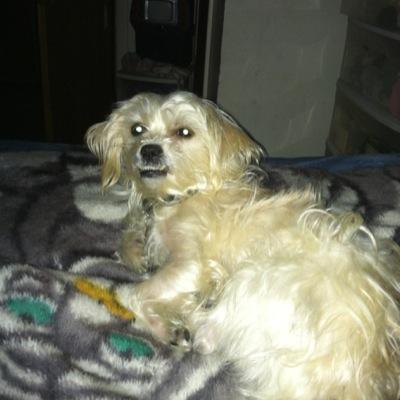 spintires1's profile picture. 