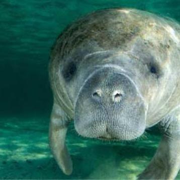 We are a student-led interest group trying to protect the manatee. Followers help our cause get noticed! We really need the support.