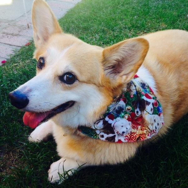 I'm Samantha, pet sitter/author of Pupology Blog - your source for pet care tips, training tips, confessions from the life of a pet sitter and more!