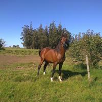 JUAN JOSE AMORIN (@amorins8) 's Twitter Profile