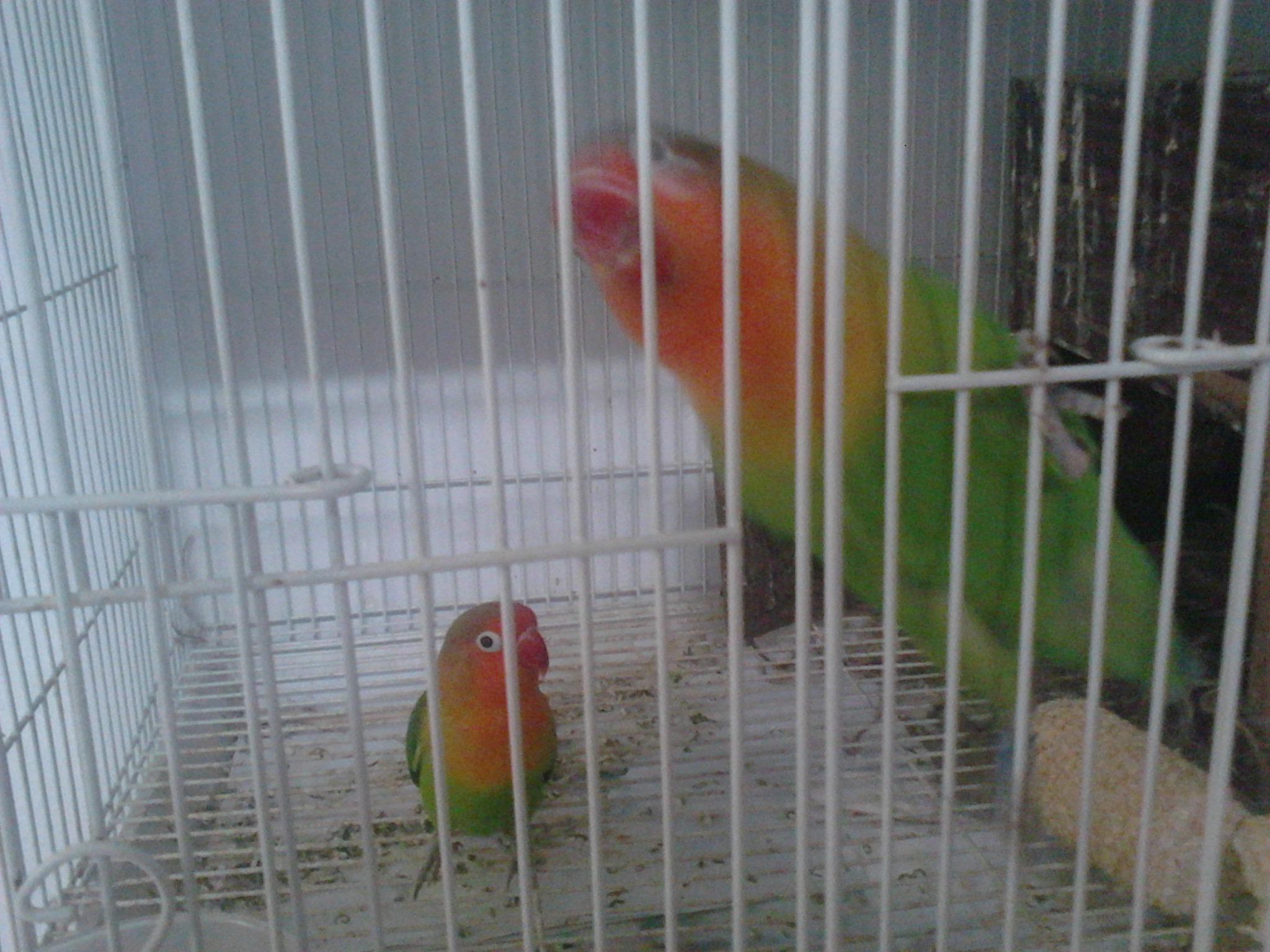 dokter hewan THB vet clinic