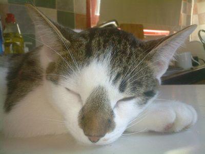 Fish is  #missing
from Northumberland on the 11th August 2013.
He was a boat cat living on a narrowboat on the Grand Union Canal. We moved onto  land up north