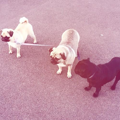 choukribieber2's profile picture. 