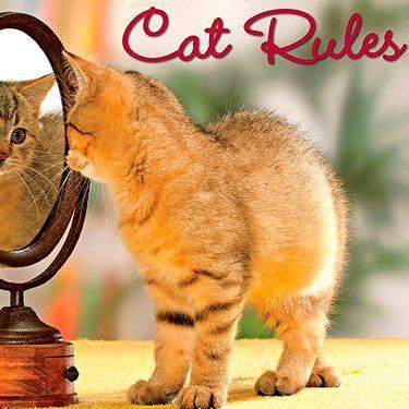 cats loving society!