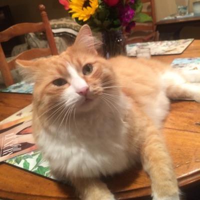 cdolan207's profile picture. 