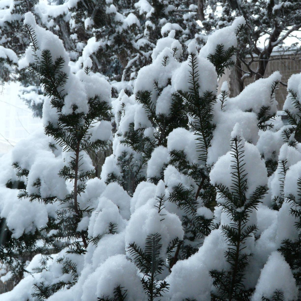 DanBadoi's profile picture. Father. Son. Husband. Brother. Writer. Engineer. Researcher. Photography and technology enthusiast. Striving to bring happiness to others.