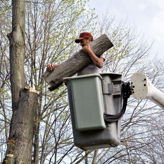 Yorkshire Tree Service Inc has been providing work related to Landscape Contractors for many years. Call us at (571) 237-5673 or visit at 8400 Yorkshire Ln.