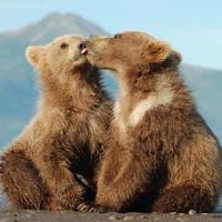 دبدوب (@jedbigguy) 's Twitter Profile