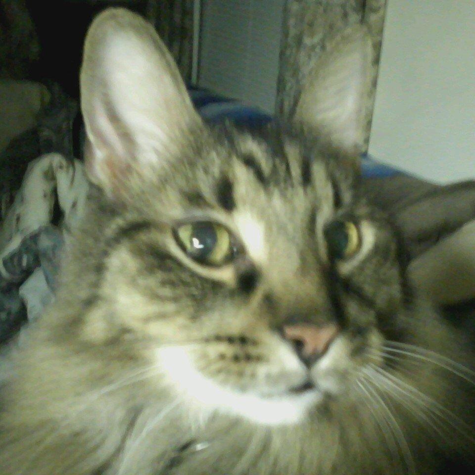 I passed away on 11-19-2014 at 4:51AM EST. I was with my beloved Rescue Family that I rescued 4 years ago. Now I am at the Rainbow Bridge with my brother Toby.