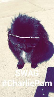 Add me on @Snapchat - CharliePom
Like me on @facebook  - http://t.co/hCZ960zirA
Woof woof!!