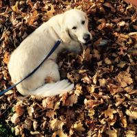 Tammy (@tammysross1) 's Twitter Profile