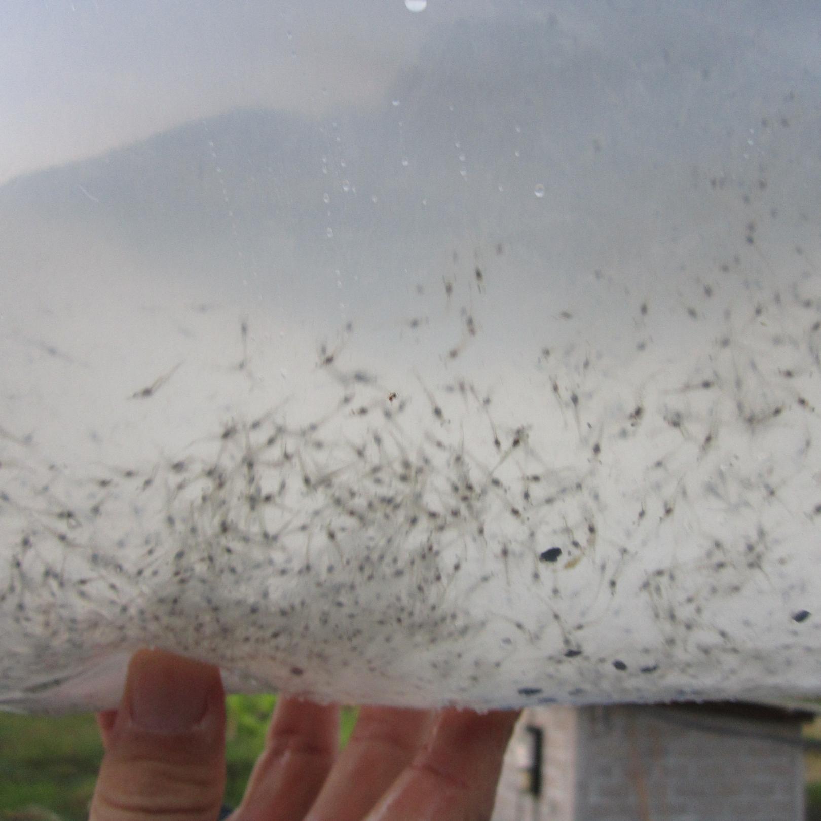 whybdgr1's profile picture. 