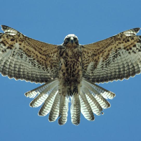 ELHALCON1964's profile picture. 