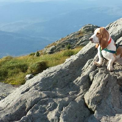 Grigsby Basset Hound. Had a great time with Amb. Mark Lippert, Mrs. Robyn Lippert and Sejun & Saehee Lippert in the Republic of Korea - now back home in DC!